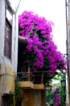 Chania Old Town