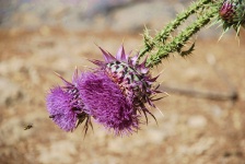 Samaria Gorge Trail