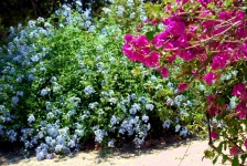 Cretan Flora