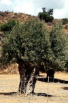 South Crete Scenes - Road to Previlli Beach