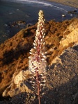 South Crete Scenes - Palikas Bay Flora