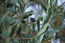 Crete - Anethena Olive