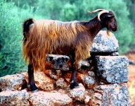 Crete - Anethena Goats