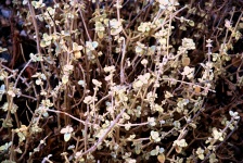 Crete - Anethena Gorge Flora