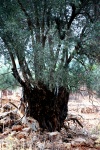 Crete - Anethena Gorge