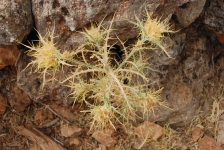 Crete - Anethena Gorge Flora