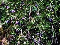 Samos Island - Tsamadou Olives