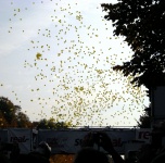 Berlin Marathon 35 - Start Line Balloons