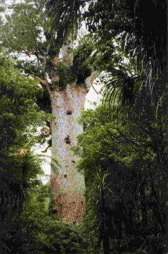 Waipou Forest -  Tane Mahuta - World's largest rainforest tree