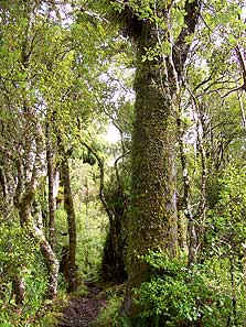 Egmont National Park - Kapuni Loop Track