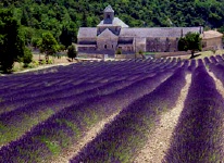 Lavendar Fields