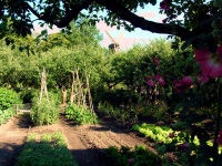 Stockholm Scenes - Skansen Garden